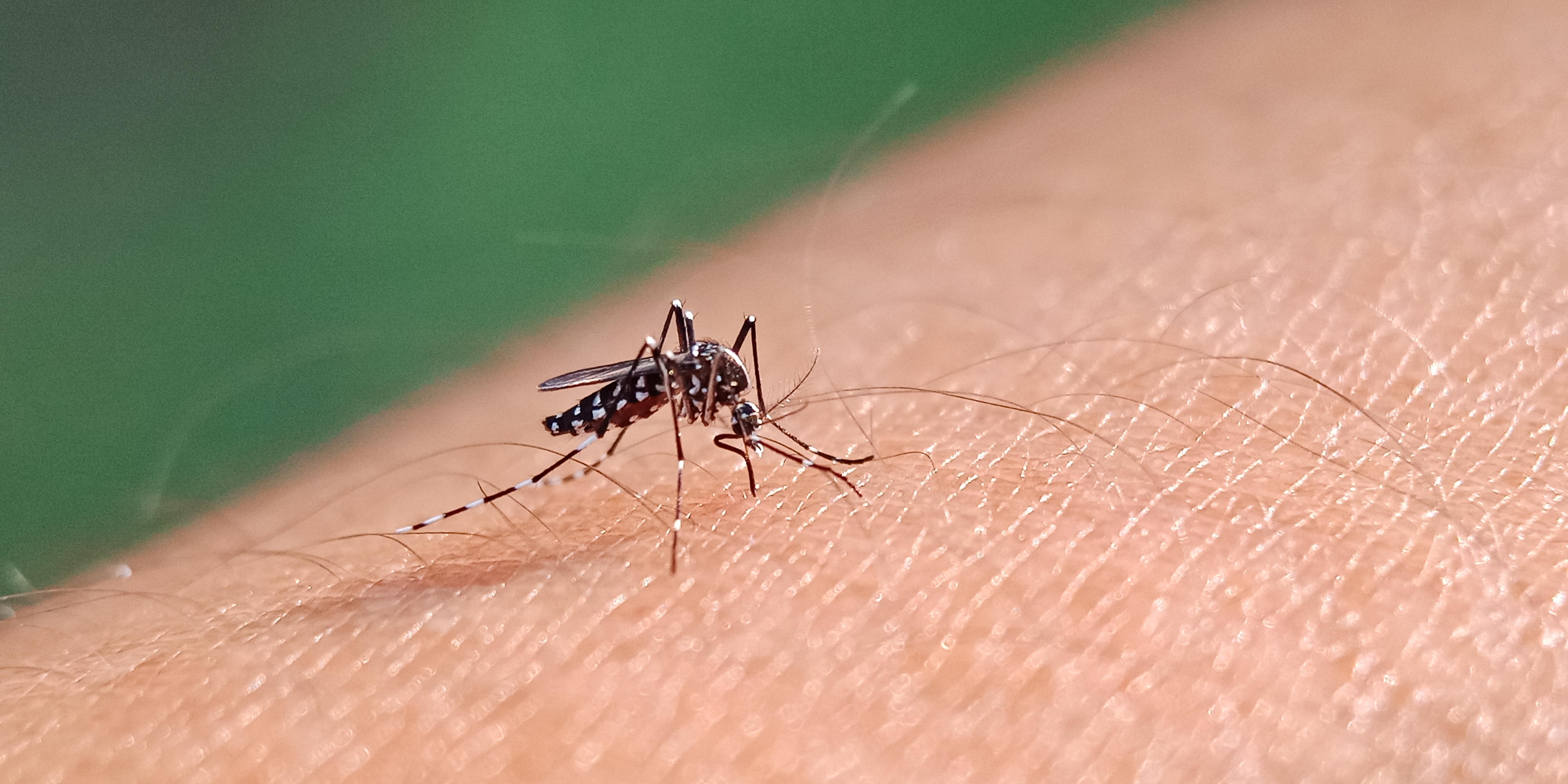 Régimen confirma contagios de dengue y Chikungunya, pero niega colapso sanitario