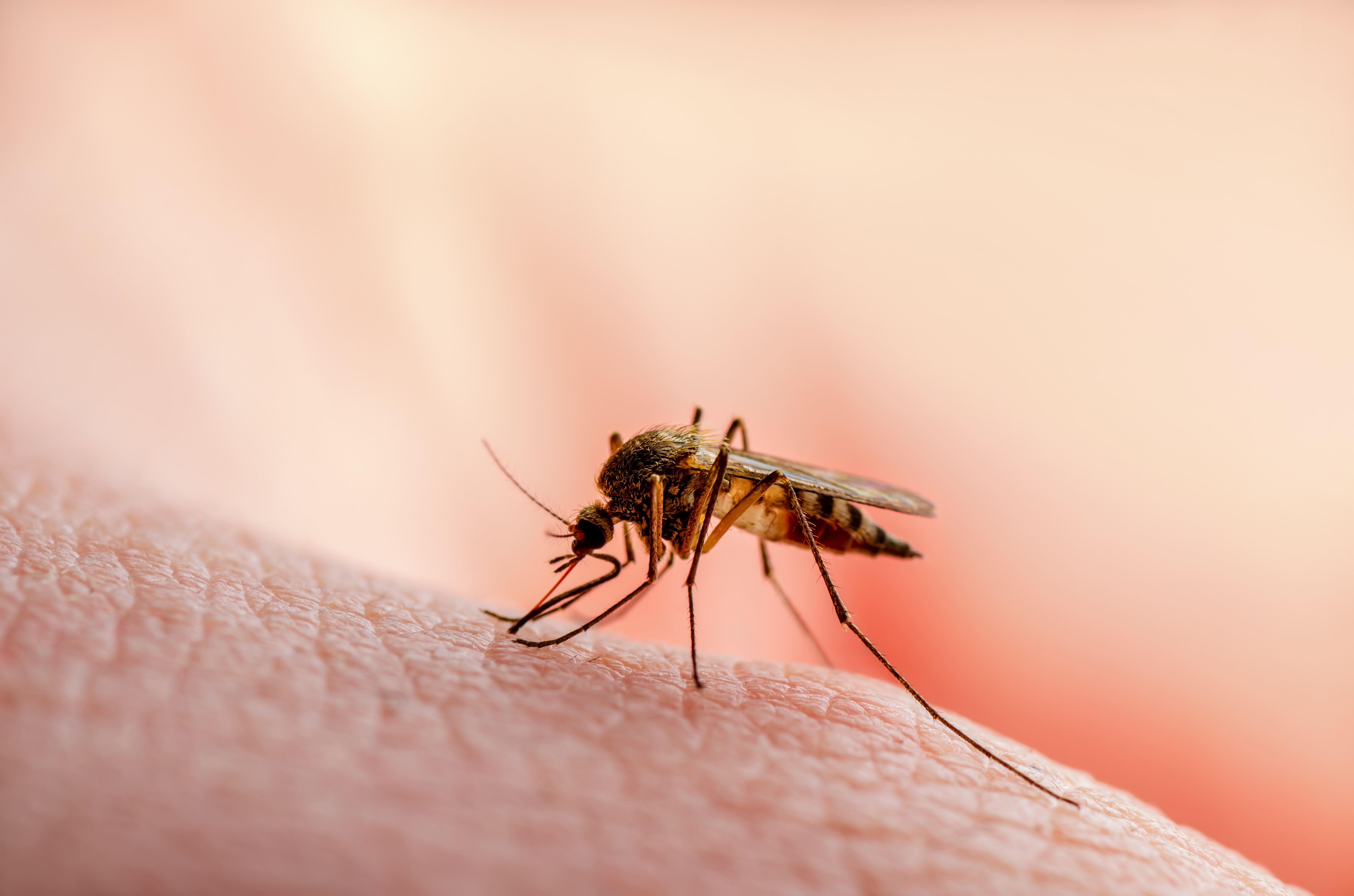 Régimen reconoce que ha atendido más de 20 mil casos de chikungunya